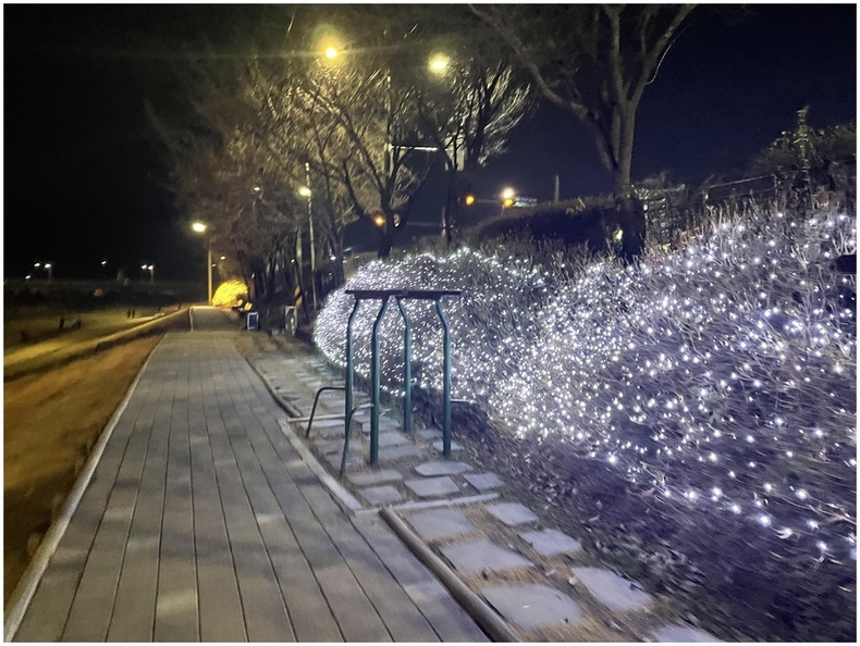 크리스마스트리 사진 ⓒ타임즈