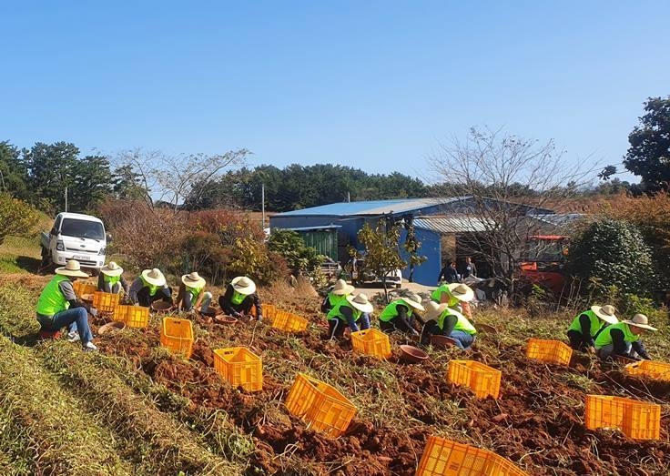농협물류는 25일 충남 서산시 부석면 관내 고구마 재배 농가를 방문해 일손돕기 활동을 펼쳤다. ⓒ타임즈