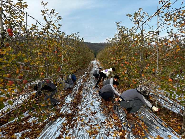 충남 서산시 회선동 소재 사과농가를 방문하여 일손돕기 사진 ⓒ타임즈