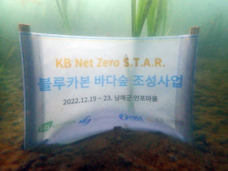 (보도사진1) KB국민은행, KB Net Zero S.T.A.R. 블루카본 바다숲 조성 ⓒ타임즈