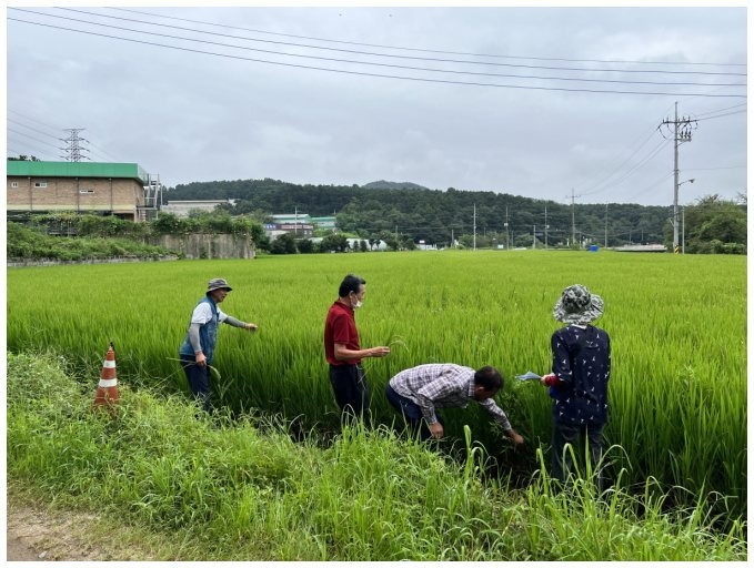 용인시기술센터 관계자, 농가대표 및 농협직원이 벼 재배단지 현장심사를 하고있다 ⓒ타임즈