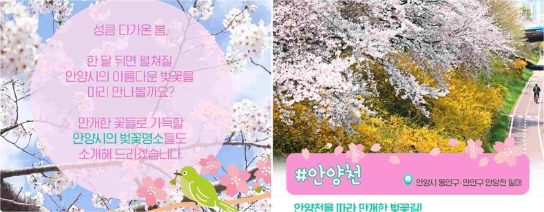 안양시 벚꽃명소2 ⓒ타임즈 ▲안양시 벚꽃명소3 ⓒ타임즈