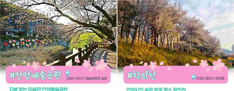 안양시 벚꽃명소4 ⓒ타임즈 ▲안양시 벚꽃명소5 ⓒ타임즈