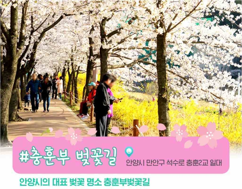안양시 벚꽃명소6 ⓒ타임즈