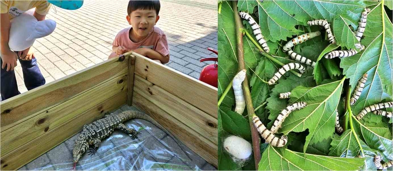 농촌테마파크에서 열린 ‘곤충아, 친구하자! 용인 곤충 페스티벌’ 사진(5) ⓒ타임즈