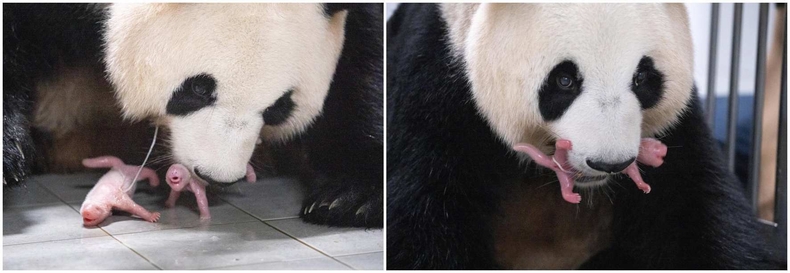 2. 출산 직후 엄마 아이바오와 쌍둥이 아기 판다(왼쪽부터 첫째, 둘째 (2) ▲3. 쌍둥이 중 첫째를 입에 물고 있는 아이바오 ⓒ타임즈