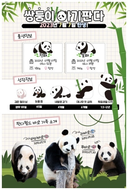 12. 쌍둥이 아기 판다 관련 인포그래픽 ⓒ타임즈
