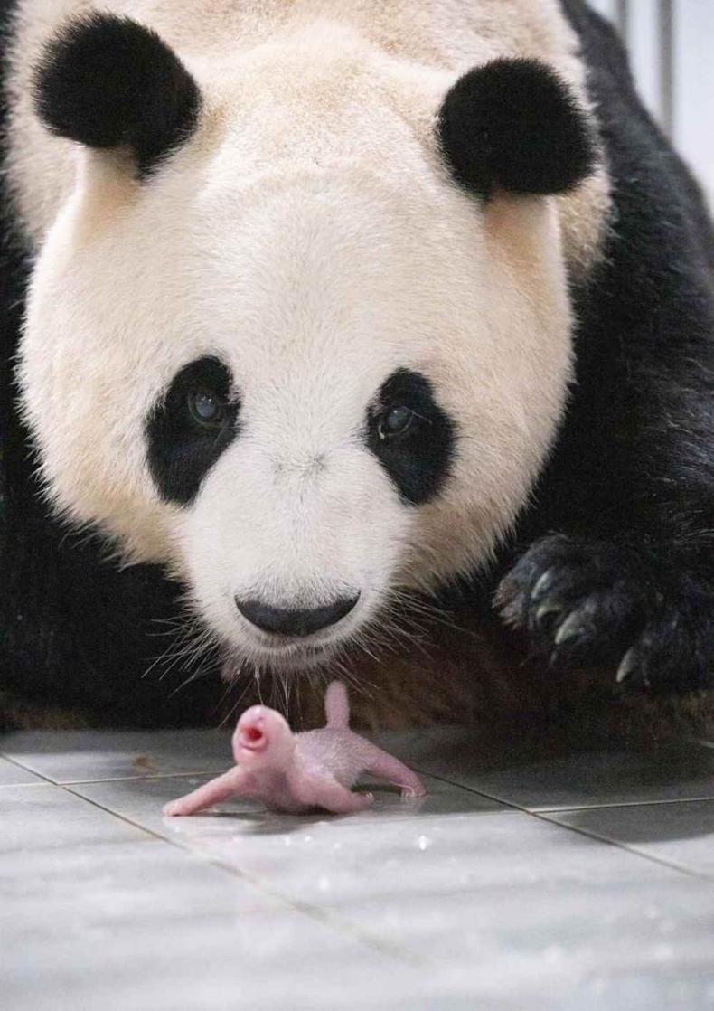 4. 쌍둥이 중 둘째를 지켜보는 아이바오 ⓒ타임즈