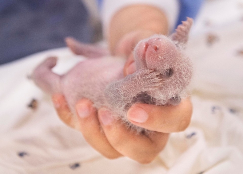 3. 검은 무늬가 나타난 쌍둥이 판다_둘째 ⓒ타임즈<br>
※ 사진 설명 : 인큐베이터 속 쌍둥이 판다 둘째를 사육사들이 돌보고 있는 모습