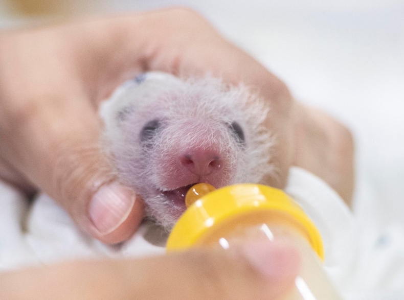 4. 검은 무늬가 나타난 쌍둥이 판다_둘째 ⓒ타임즈<br>
※ 사진 설명 : 인큐베이터 속 쌍둥이 판다 둘째를 사육사들이 돌보고 있는 모습