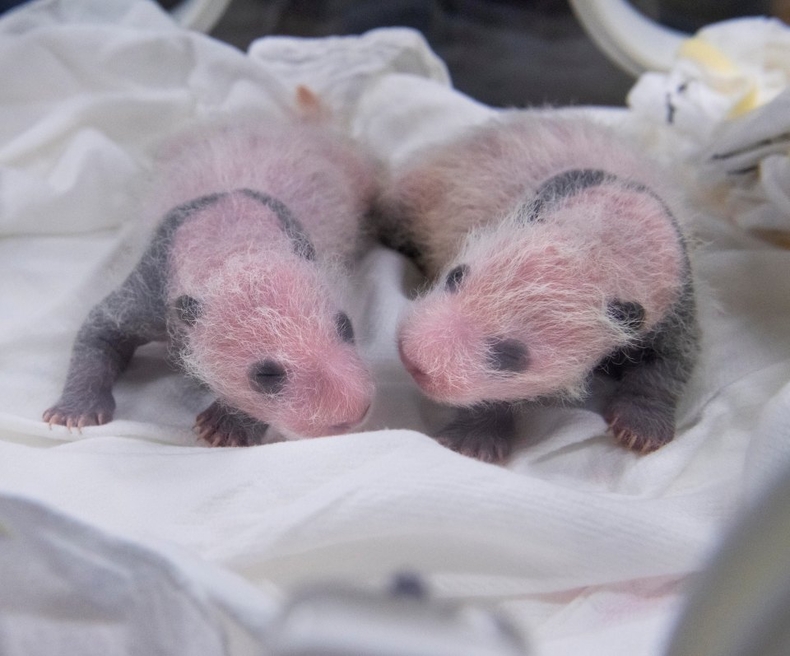 생후 3주차를 맞은 쌍둥이 아기 판다_오른쪽 첫째, 왼쪽 둘째 (1) ⓒ타임즈<br>
※ 사진 설명 : 1~2. 에버랜드에서 태어난 국내 첫 쌍둥이 판다 자매가 생후 3주차를 맞았다.(右 첫째, 左 둘째) 에버랜드는 쌍둥이 판다 탄생과 업계 최초 유튜브 100만 구독자 돌파를 기념해 오는 28일부터 3자녀 이상 가족 50% 우대, 쌍둥이 에버랜드 무료 이용, 정기권 1+N 가입 등 다둥이 가족들을 위한 다양한 고객 감사 이벤트를 진행한다.