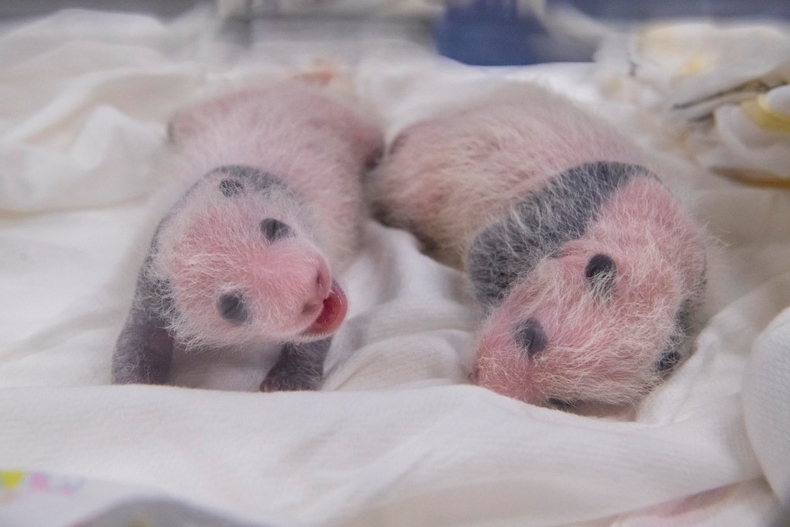생후 3주차를 맞은 쌍둥이 아기 판다_오른쪽 첫째, 왼쪽 둘째 (2) ⓒ타임즈<br>
※ 사진 설명 : 1~2. 에버랜드에서 태어난 국내 첫 쌍둥이 판다 자매가 생후 3주차를 맞았다.(右 첫째, 左 둘째) 에버랜드는 쌍둥이 판다 탄생과 업계 최초 유튜브 100만 구독자 돌파를 기념해 오는 28일부터 3자녀 이상 가족 50% 우대, 쌍둥이 에버랜드 무료 이용, 정기권 1+N 가입 등 다둥이 가족들을 위한 다양한 고객 감사 이벤트를 진행한다.