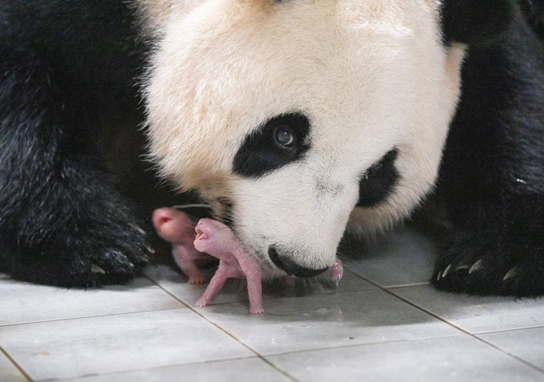 7월 7일 출산 직후 엄마 아이바오와 쌍둥이 아기 판다(왼쪽부터 첫째, 둘째) ⓒ타임즈