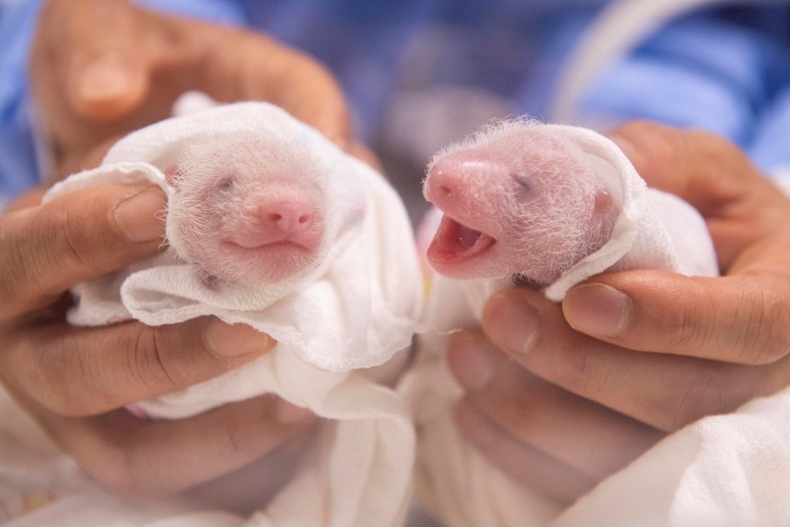 출생 6일차경 에버랜드 쌍둥이 판다(왼쪽부터 첫째, 둘째) ⓒ타임즈