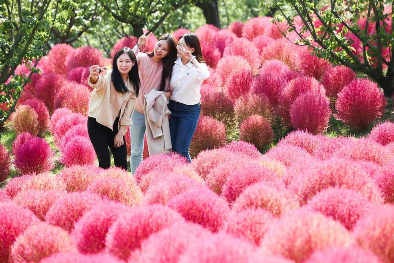 5. 코키아 수천그루가 빨갛게 물들 예정인 에버랜드 하늘정원길 ⓒ타임즈<br>
5. 걷기 좋은 산책로인 하늘정원길에서는 코키아 수천 그루가 9월 중순부터 빨갛게 물들 예정이다. ⓒ타임즈