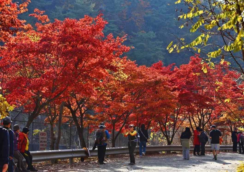 관악수목원 가을단풍 사진1 ⓒ타임즈