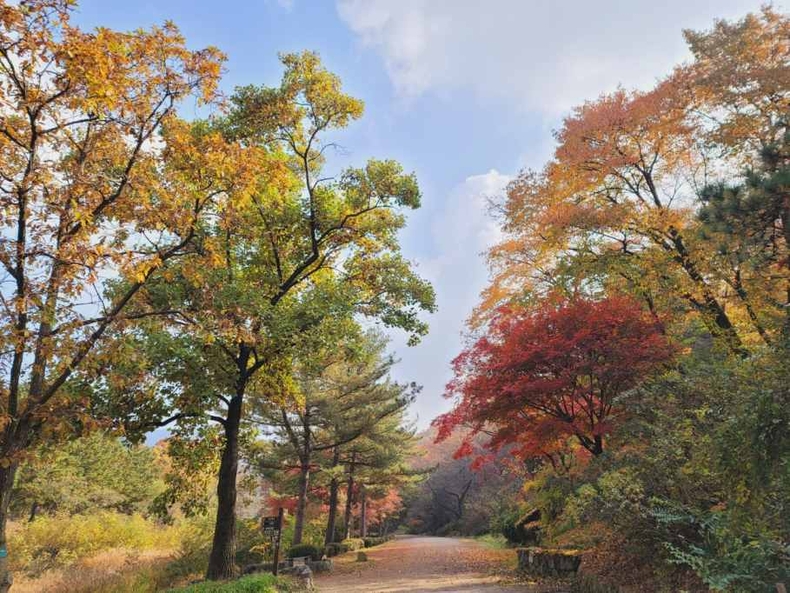 관악수목원 가을단풍 사진2 ⓒ타임즈