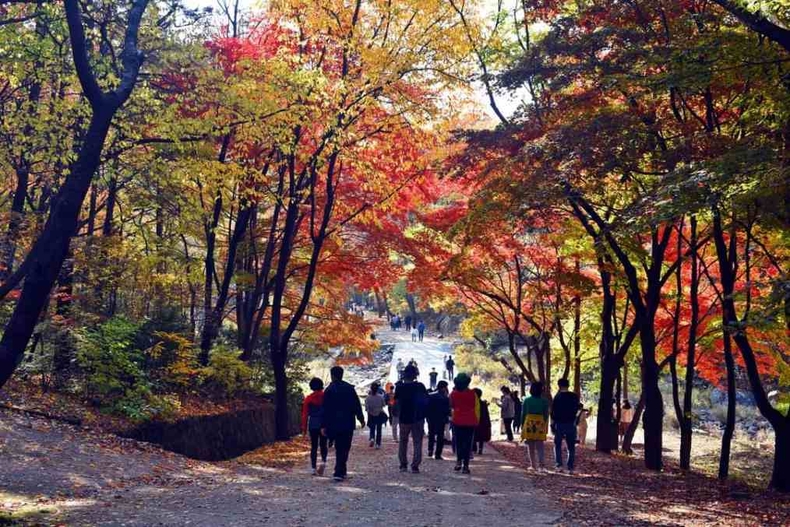 관악수목원 가을단풍 사진3 ⓒ타임즈