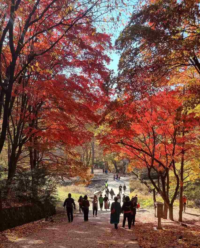 관악수목원 가을단풍 사진4 ⓒ타임즈