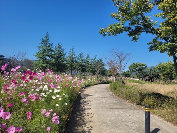 광주시 팔당물안개공원에 코스모스 90,000본 및 국화 꽃묘 2,000본을 식재 1 ⓒ타임즈