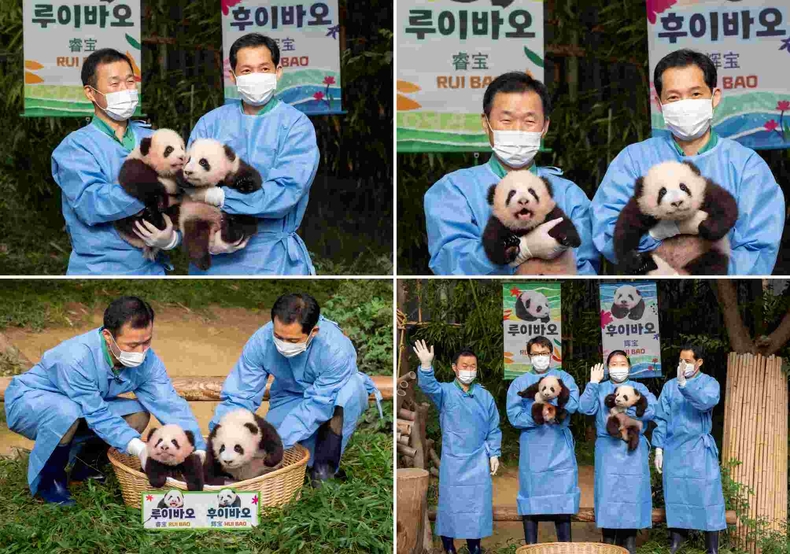 에버랜드 강철원, 송영관 사육사가 각각 첫째 루이바오, 둘째 후이바오를 안고 있는 모습(왼쪽부터) ⓒ타임즈