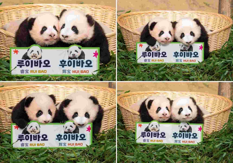 에버랜드 판다월드 쌍둥이 판다_첫째 루이바오, 둘째 후이바오(왼쪽부터) ⓒ타임즈