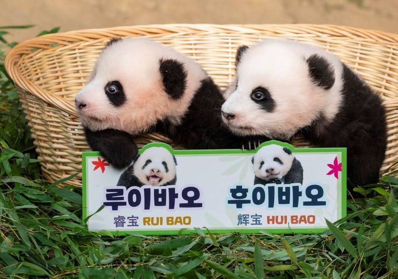 에버랜드 판다월드 쌍둥이 판다_첫째 루이바오, 둘째 후이바오(왼쪽부터) ⓒ타임즈