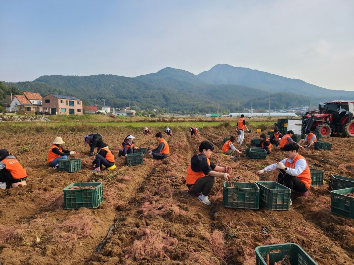 고구마를 수확하고 선별해 트럭에 옮겼고, 경기 성남시 소재 과수원에서는 넥센타이어와 성남농협 임직원 30여명이 배를 수확하고 과수원 정리를 도왔다. ⓒ타임즈