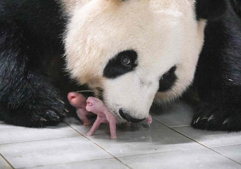 美 타임지 올해의 100대 사진_ 쌍둥이 판다 탄생 장면 ⓒ타임즈