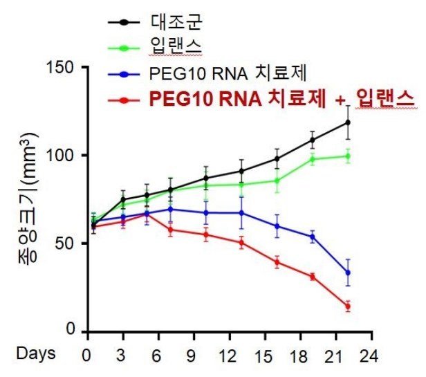 입랜스에 내성이 생긴 마우스 종양모델에서 PEG10 RNA 치료제 효과 평가 결과, PEG10 RNA 치료제 와 입랜스를 병용투여한 그룹에서 종양크기가 85%로 감소했다. ⓒ타임즈