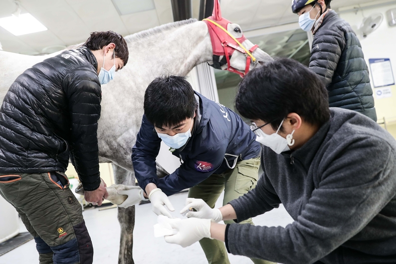 경주마 치료에 힘쓰는 한국마사회 진료부 수의사들 ⓒ타임