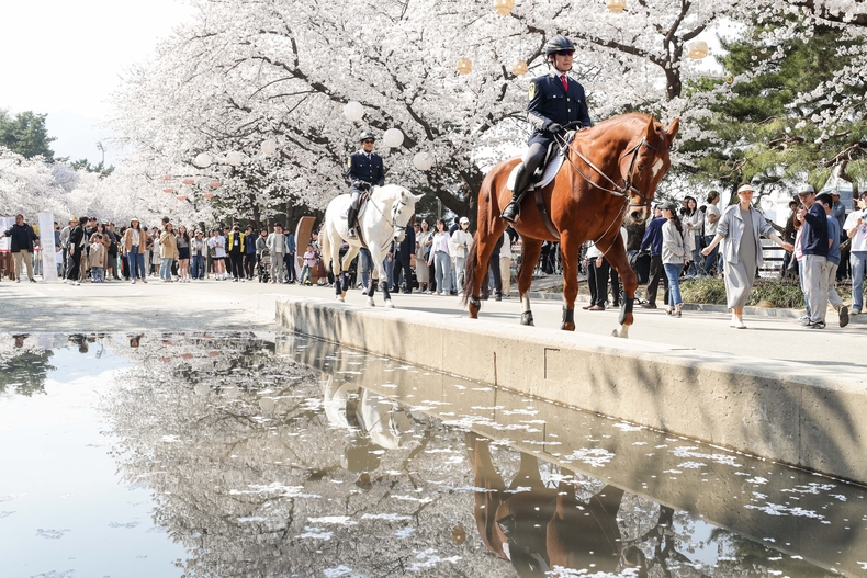야간경마와 함께하는 한국마사회 벚꽃축제 (2) ⓒ타임즈 