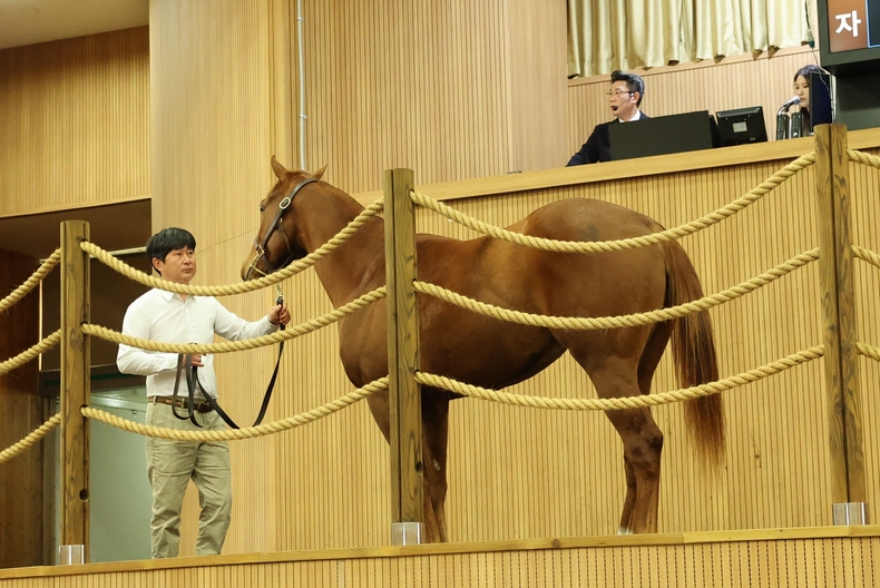 제주서 열린 올해 첫 경주마 경매 현장 ⓒ타임즈 