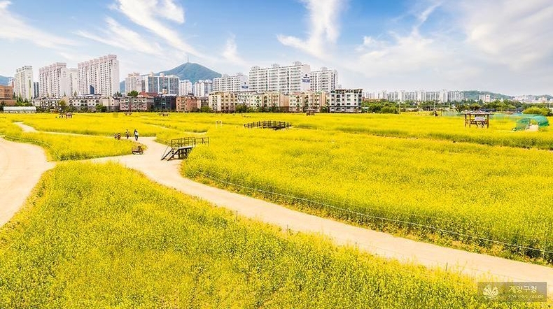 계양 꽃마루(유채꽃) ⓒ타임즈 