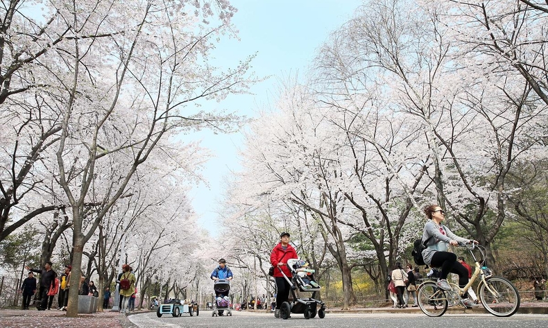 인천대공원(벚꽃) ⓒ타임즈 