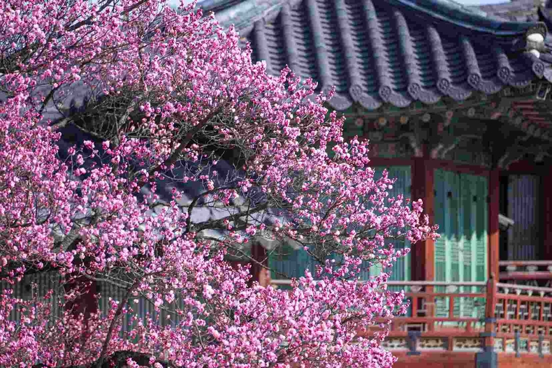 (대표사진) 창덕궁 삼삼와 앞 홍매화 ⓒ타임즈