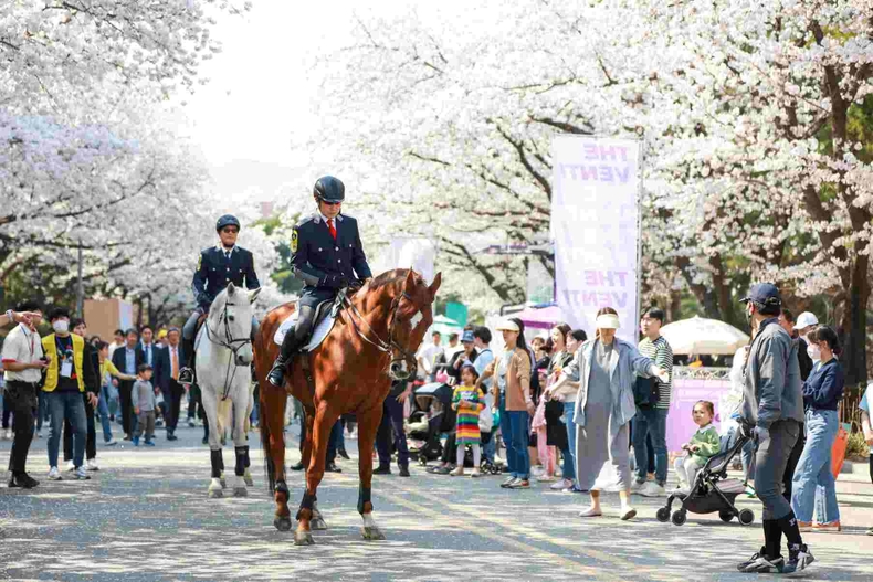 (기획2)(사진)말과 함께하는 이색 벚꽃축제 렛츠런파크 서울 ⓒ타임즈