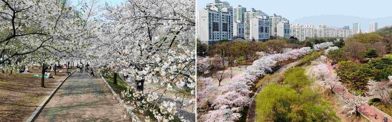 성남 벚꽃 9경 중 1경 중앙공원 전경(1경은 중앙공원 분당천변, 2경은 야탑동 분당구보건소 앞 탄천변, 3경은 단대동 산성역에서 남한산성으로 올라가는 길, 4경은 상대원동 중원초등학교 앞, 5경은 서현동 제생병원 앞 ⓒ타임즈<br>
성남 벚꽃 9경 중 1경 중앙공원 전경(1경은 중앙공원 분당천변, 2경은 야탑동 분당구보건소 앞 탄천변, 3경은 단대동 산성역에서 남한산성으로 올라가는 길, 4경은 상대원동 중원초등학교 앞, 5경은 서현동 제생병원 앞 (1) ⓒ타임즈