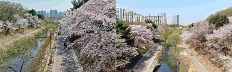 성남 벚꽃 9경 중에 2경 야탑동 분당구보건소 앞 탄천변 전경(1경은 중앙공원 분당천변, 2경은 야탑동 분당구보건소 앞 탄천변, 3경은 단대동 산성역에서 남한산성으로 올라가는 길, 4경은 상대원동 중원초등학교 앞, 5경은%2 ⓒ타임즈<br>
성남 벚꽃 9경 중에서 2경 야탑동 분당구보건소 앞 탄천변 전경(1경은 중앙공원 분당천변, 2경은 야탑동 분당구보건소 앞 탄천변, 3경은 단대동 산성역에서 남한산성으로 올라가는 길, 4경은 상대원동 중원초등학교 앞, 5경은%2 ⓒ타임즈