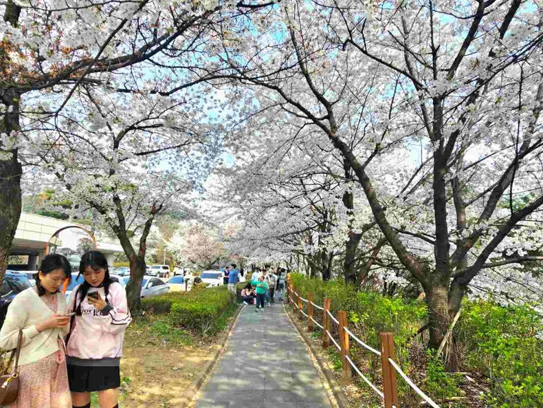 경기도청 옛청사 벚꽃길(2) ⓒ타임즈