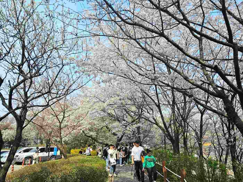 경기도청 옛청사 벚꽃길(4) ⓒ타임즈