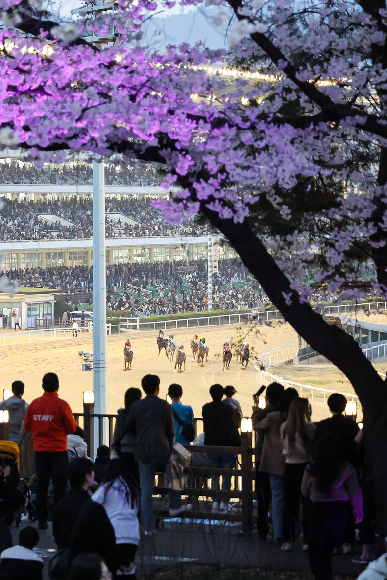 24년 야간경마와 함께 펼쳐진 한국마사회 벚꽃축제 현장 (1) ⓒ타임즈 