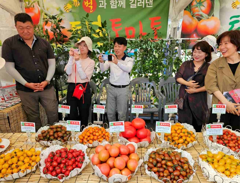 경기 광주 퇴촌 토마토축제 개최 행사 사진(5) ⓒ타임즈