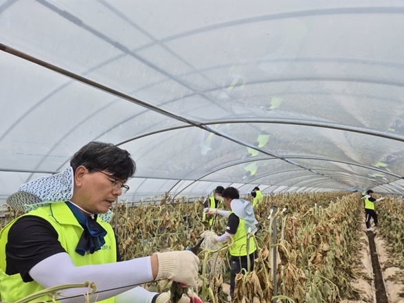 19일 강신노 리스크관리부문 부행장(사진 왼쪽)과 직원들이 충남 논산시 농가를 찾아 수해복구 작업을 진행하고 있다 ⓒ타임즈 