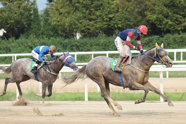 Rookie Stakes@서울 특별경주 우승의 캡틴피케이 ⓒ타임즈 