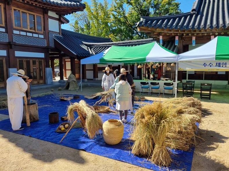 추분_추수체험 ⓒ타임즈 