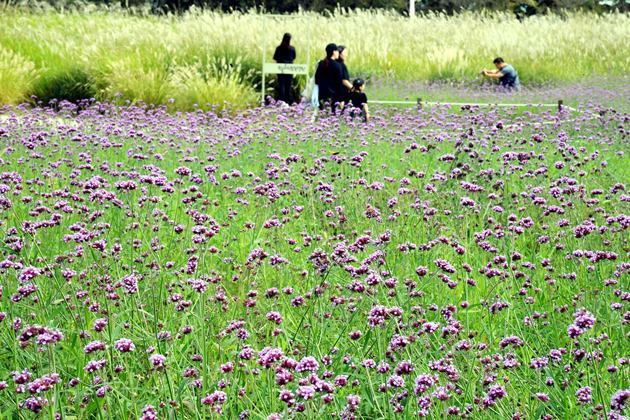 가을 성큼’ 보랏빛 물든 시흥갯골생태공원 4 ⓒ타임즈 