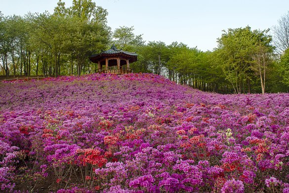 오난산전망공원 철쭉동산 ⓒ타임즈 