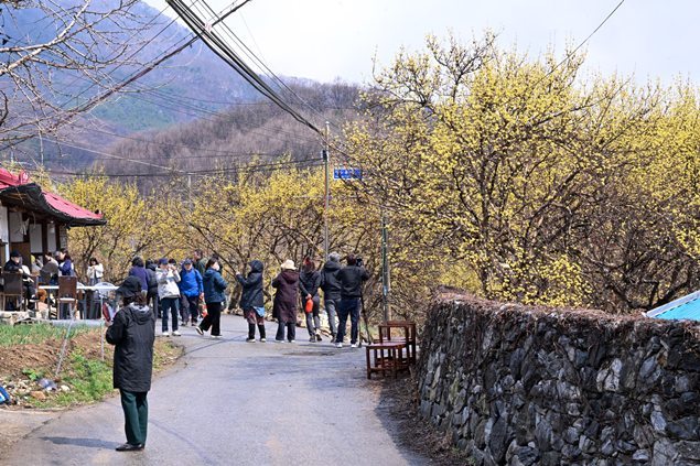 개군 산수유 축제 2 