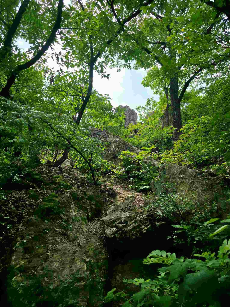 경기도 용인 조비산 사진(2) ⓒ타임즈